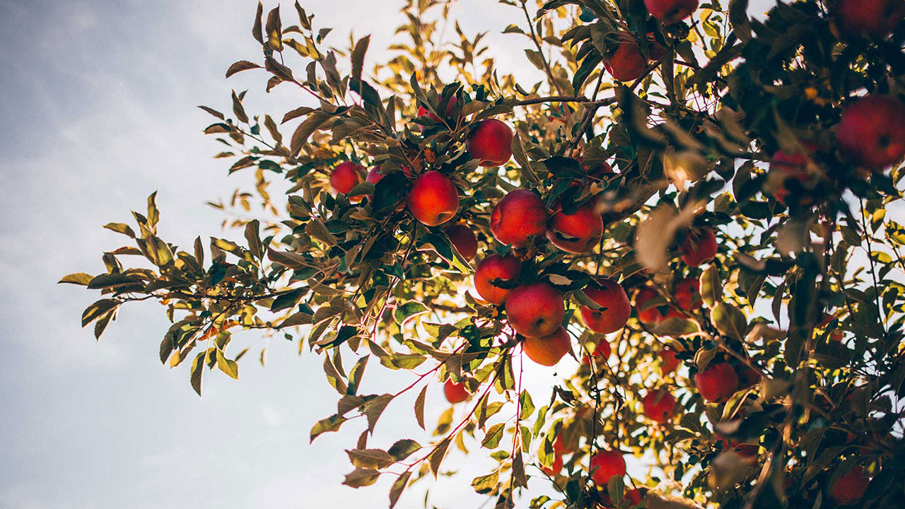 La cueillette des fruits vu par la Pépinière Mairôvosgiens