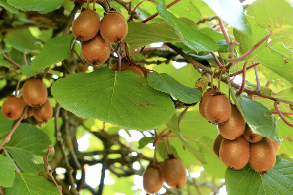 Kiwi Femelle Hayward