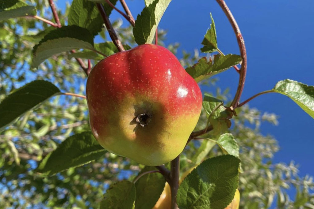 Pommier Api étoilé